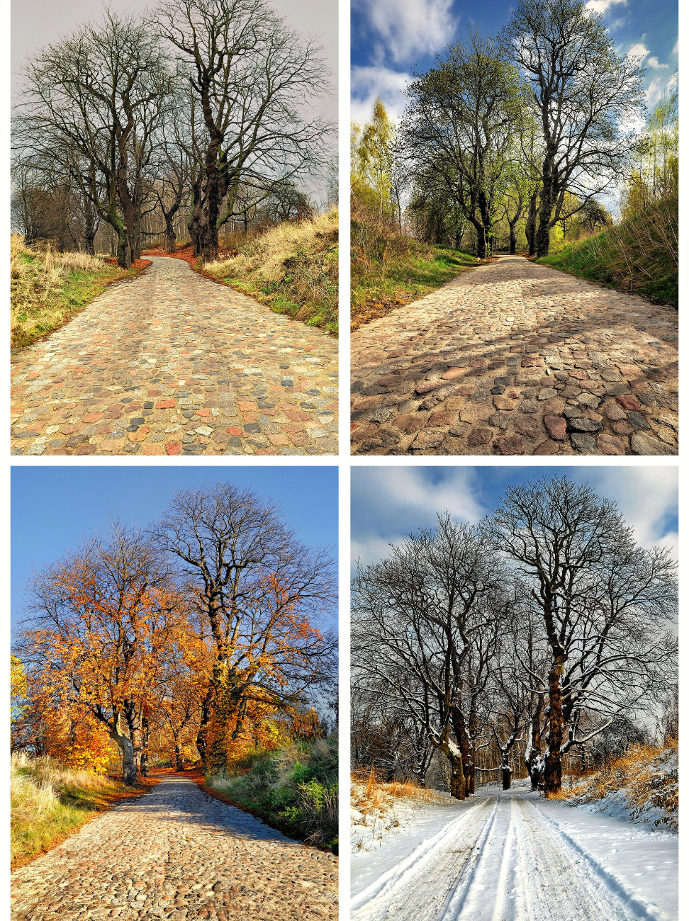 vier plaatjes met dezelfde weg alle seizoenen. winter, lente, zomer, herfst