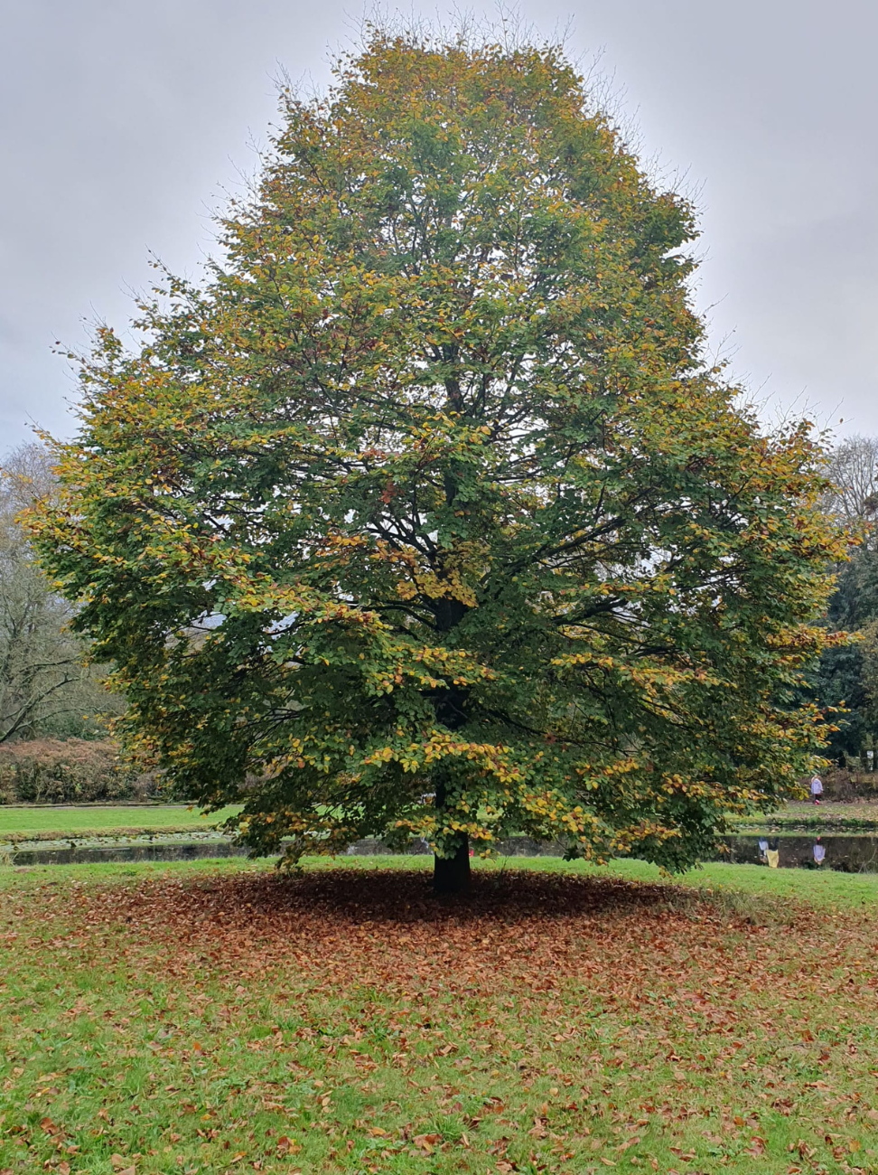 Cecilia van Stresst heeft hier een foto geplaats van een boom waar je ziet dat de blaadjes al om de stam liggen en de herfst in aantocht is